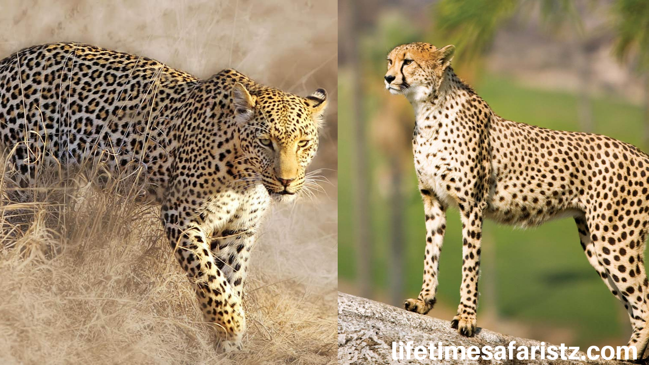 Major Difference Between Cheetah And Leopard A Complete Factslifetime Safaris