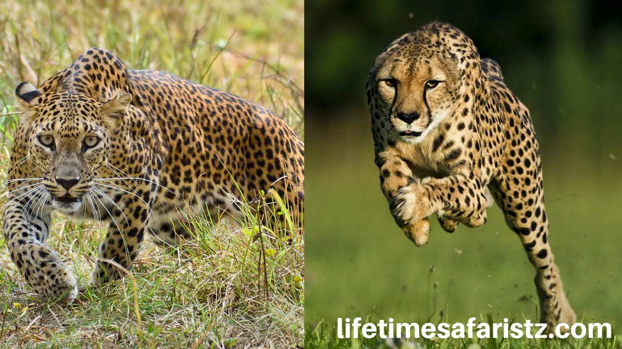 What's The Difference? Cheetah Vs Leopard - Safari Ventures