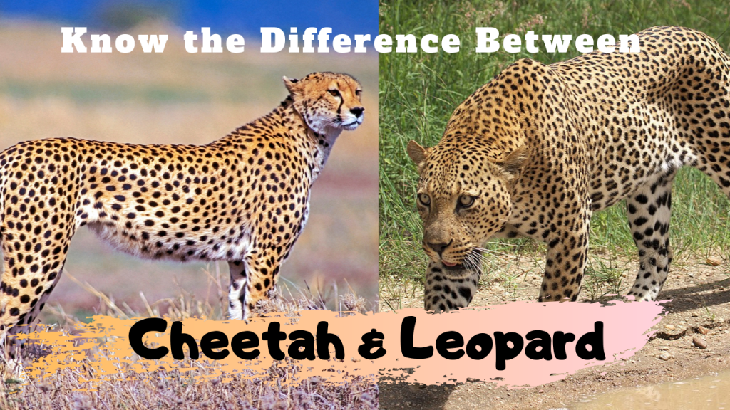 Know the Difference Between Cheetah and Leopard (Lifetime Safaris