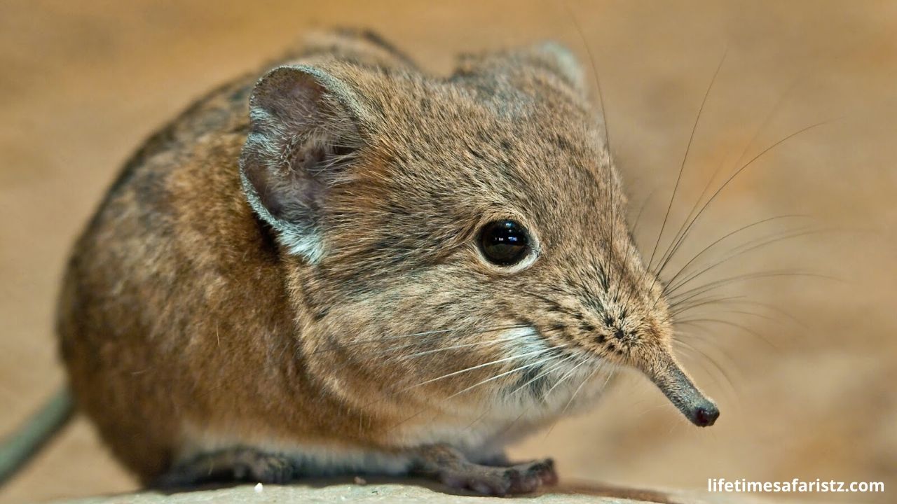 Elephant Shrew