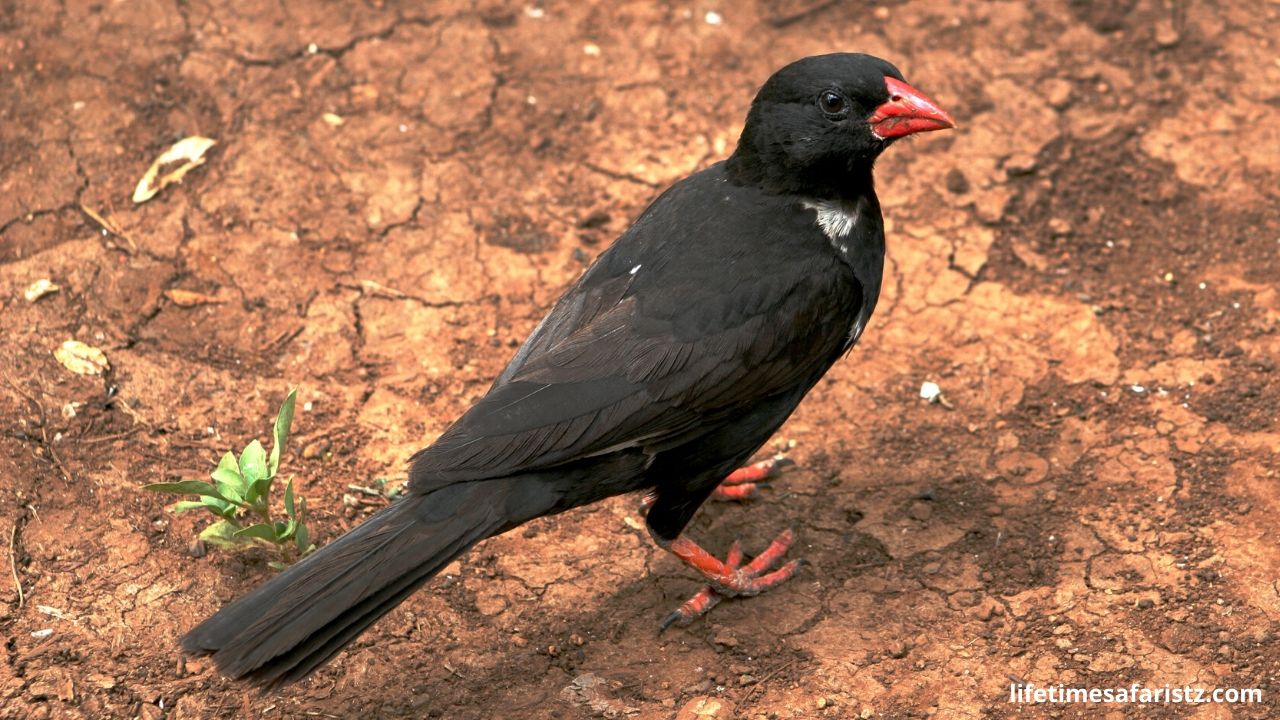 Buffalo Weaver