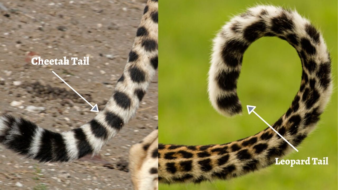 Cheetah Tail