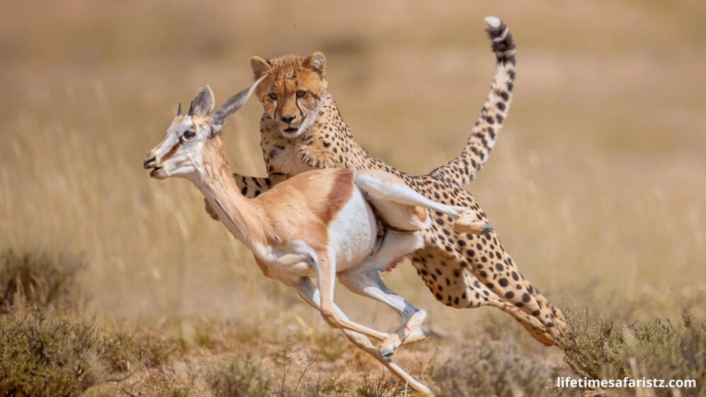 Cheetah vs leopard Race Who is the More Successful Hunter Among them