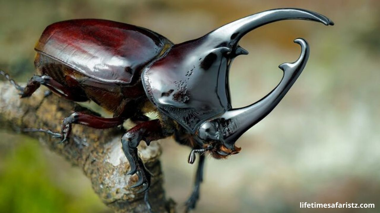 Rhinoceros Beetle