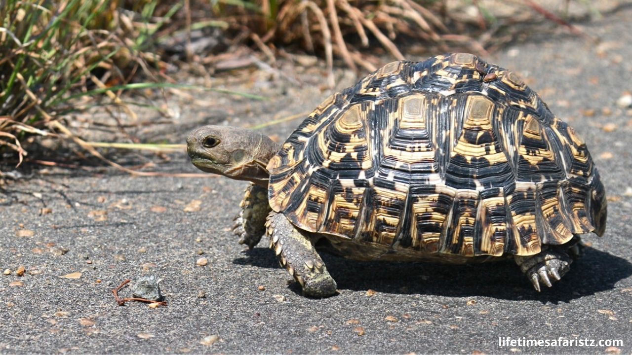 Leopard Tortoise