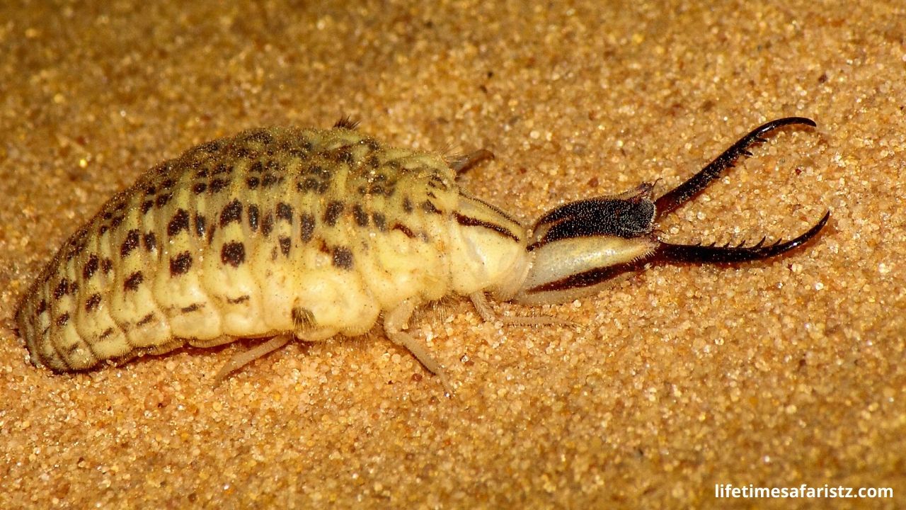 Antlion