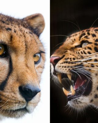 Cheetah vs. leopard Race