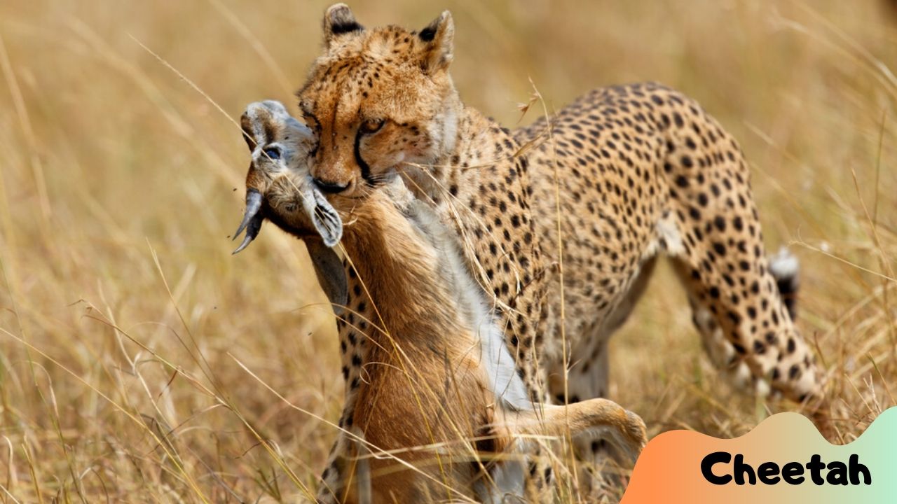 Cheetah Catch the Prey