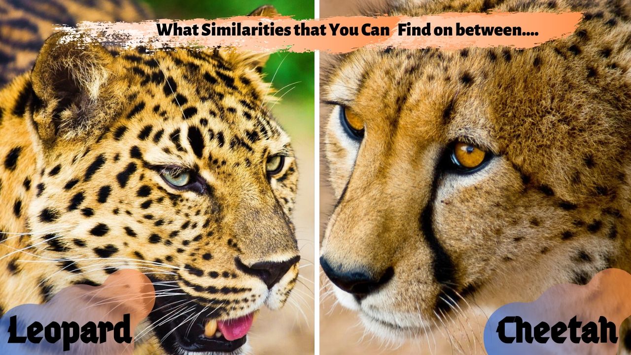 What Similarities That You Can Find Between Cheetah And Leopard