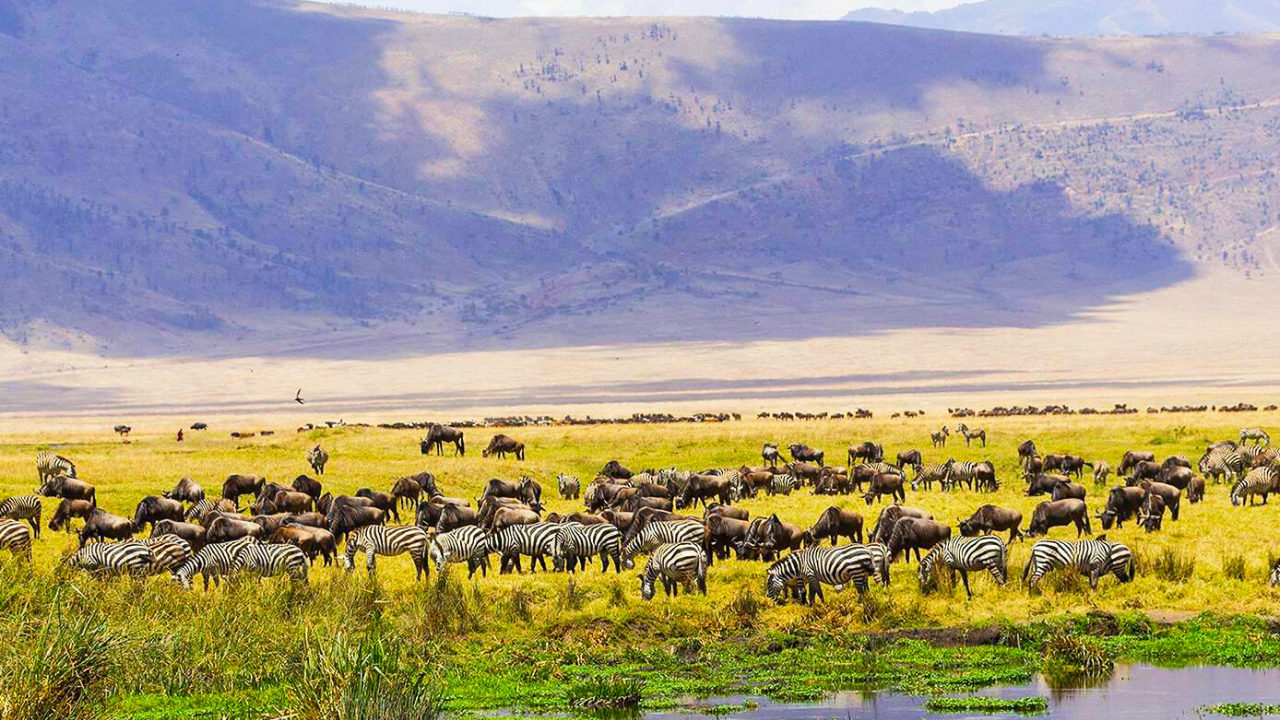 Ngorongoro Day Trip