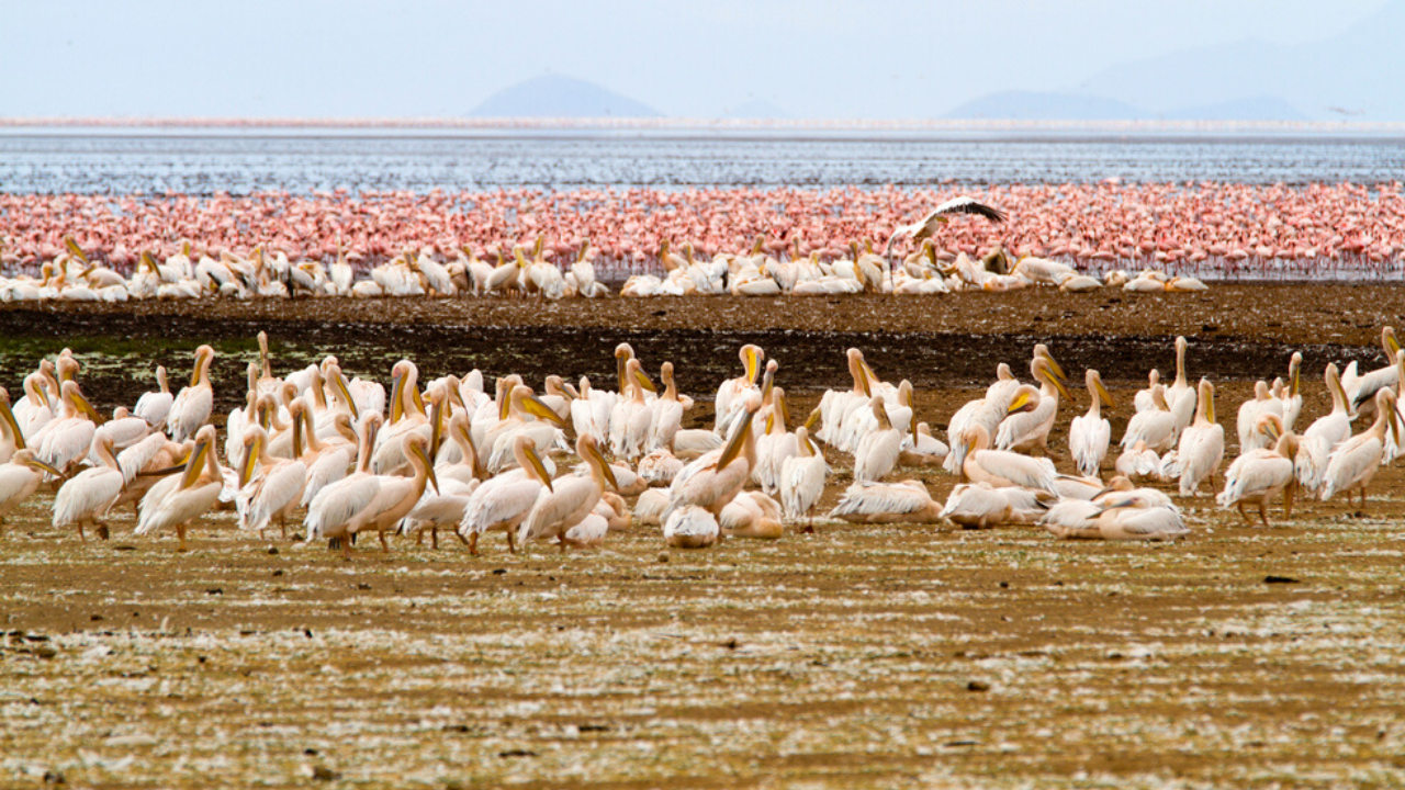 Lake Manyara Day Trip