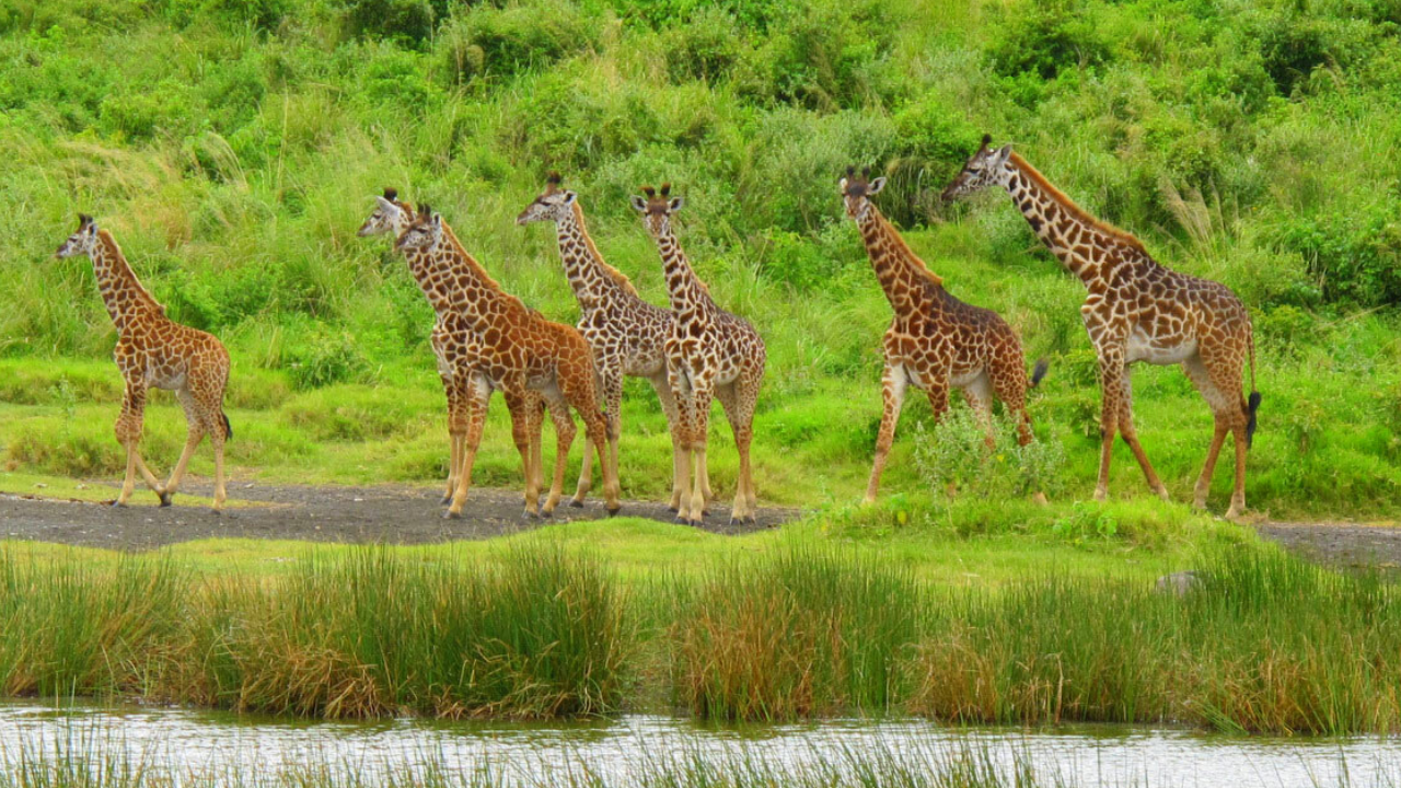 Arusha National Park Day Trip
