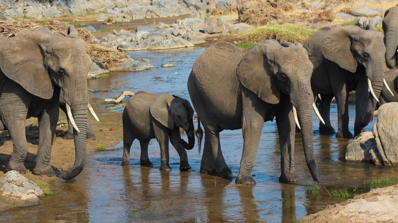 Tarangire Day Trip