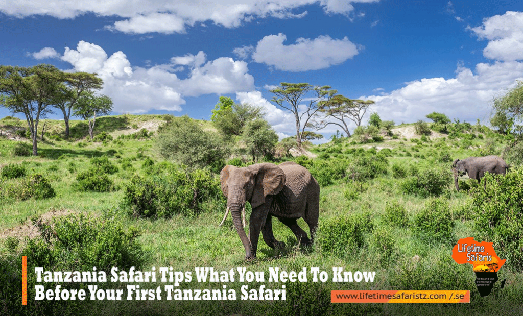 Tanzania Safari Tips