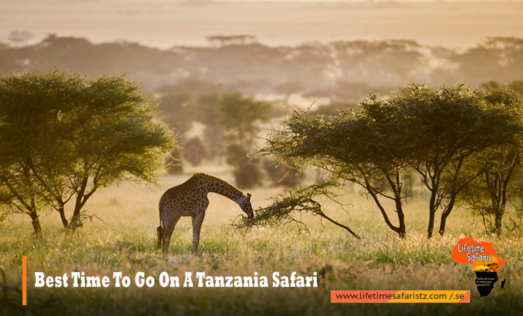 Best Time To Go On Tanzania Safari