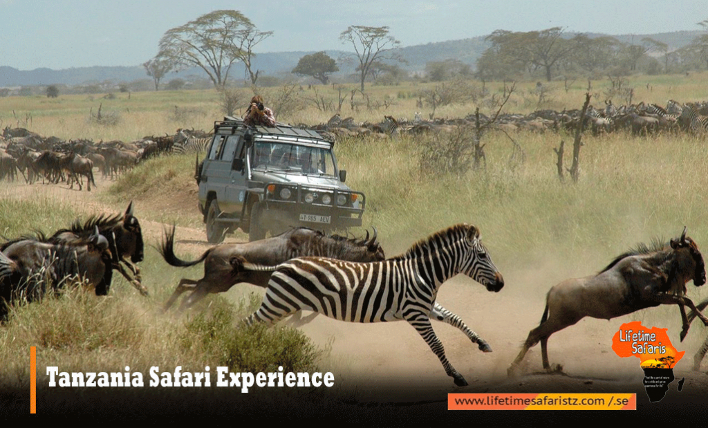 Tanzania Safari Experience