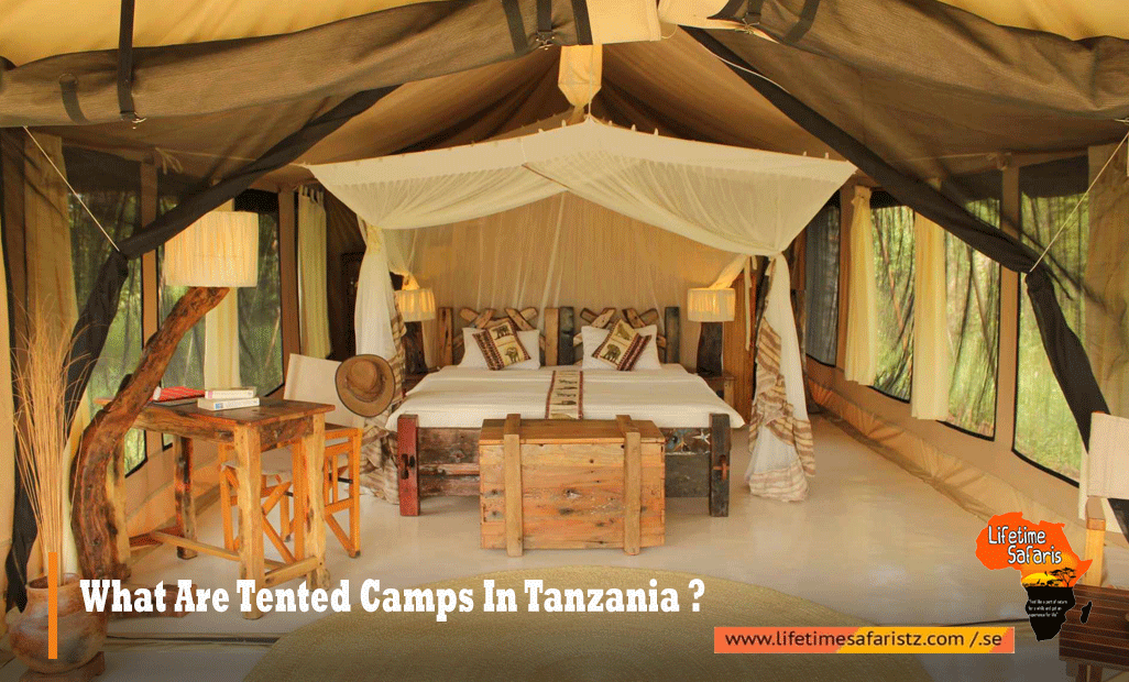 WHERE TO STAY ON TANZANIA FAMILY SAFARI – COMPARISON BETWEEN A LODGE ...