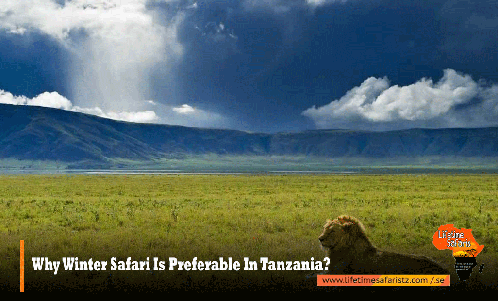 Tanzania Safari Tours