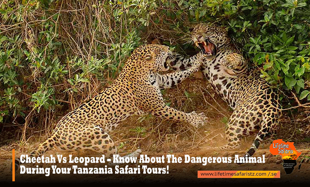 Cheetah Vs Leopard – Know About The Dangerous Animal During Your Tanzania  Safari Tours! | Lifetime Safaris