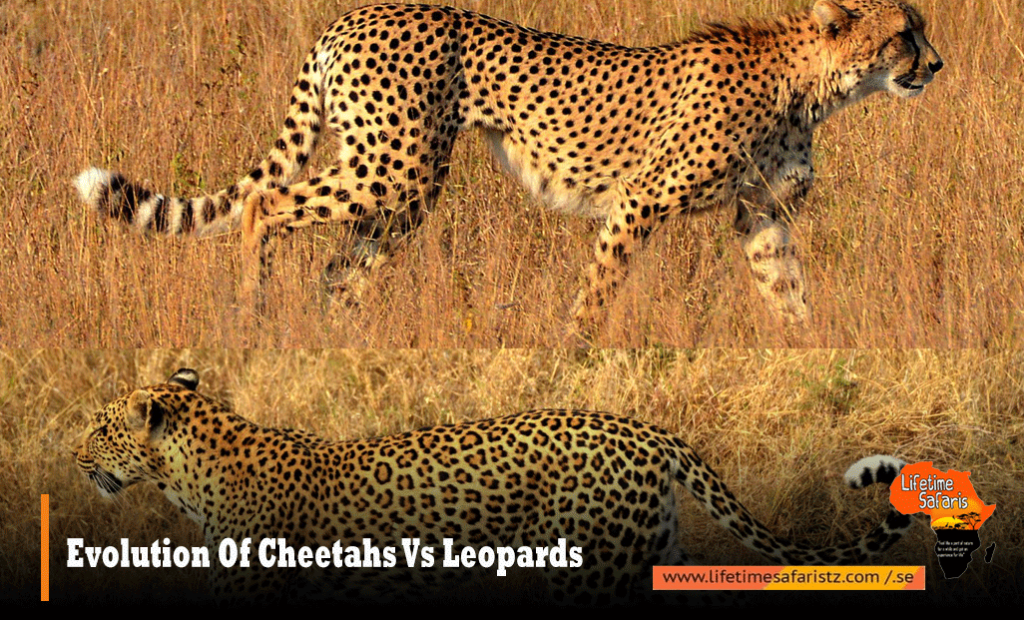 Cheetah Vs Leopard – Know About The Dangerous Animal During Your ...