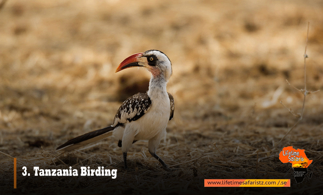 Tanzania Birding