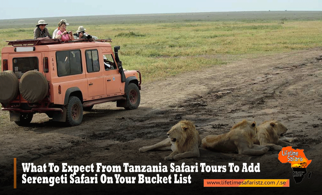 Tanzania Safari Tours 