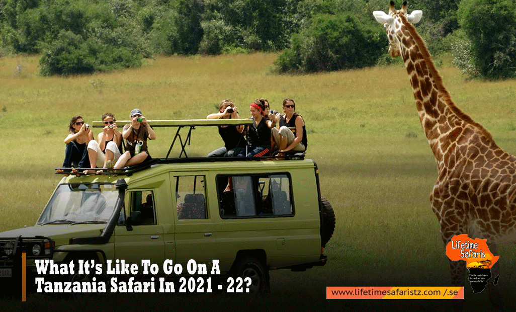 Tanzania Safari