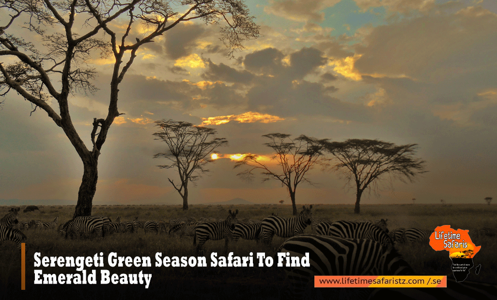 Serengeti Green Season Safari
