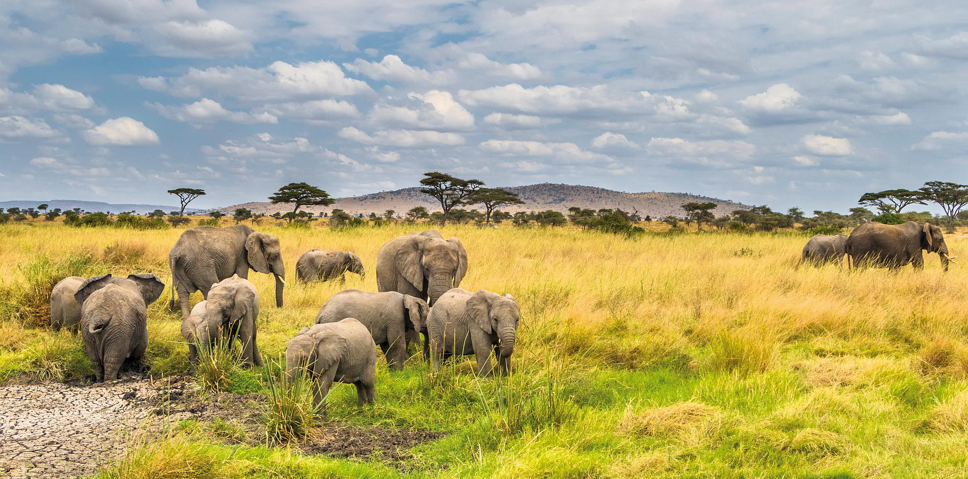 Best Time For Safari In Tanzania - Choosing the Ideal Tanzania ...