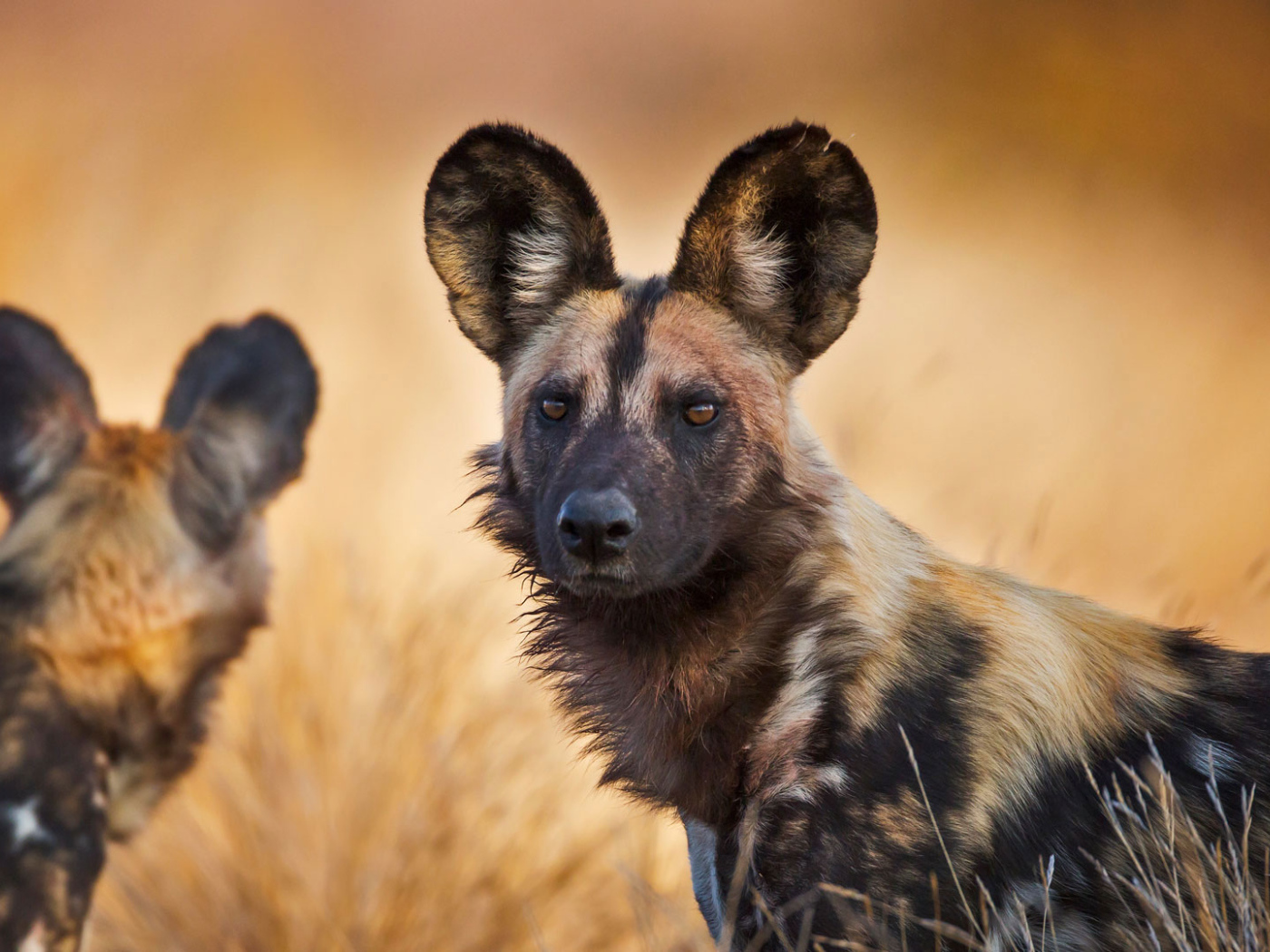 African Wild Dog And Hyenas