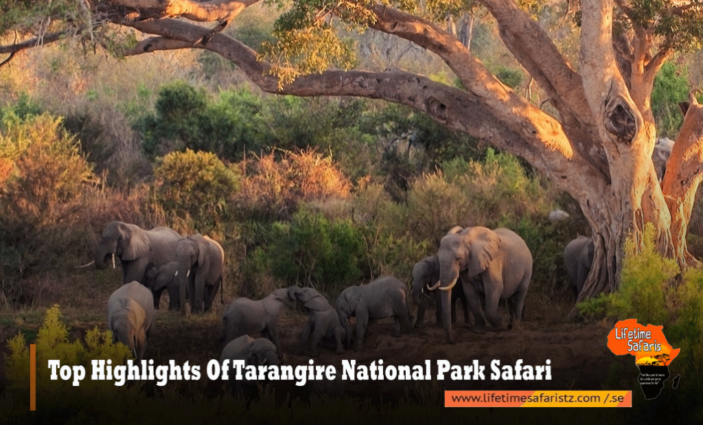 Tarangire Wildlife Guide: What Animals Can You See In Tarangire ...