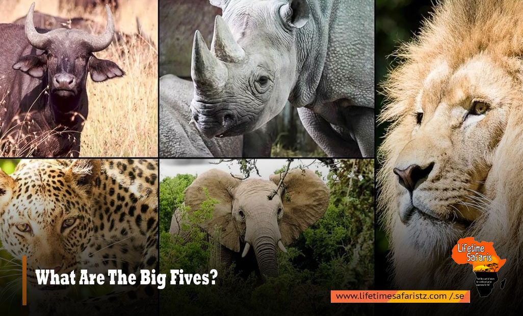 Who Are The Big Five Safari Animals? Spotting Tanzania's Most-Wanted |  Lifetime Safaris