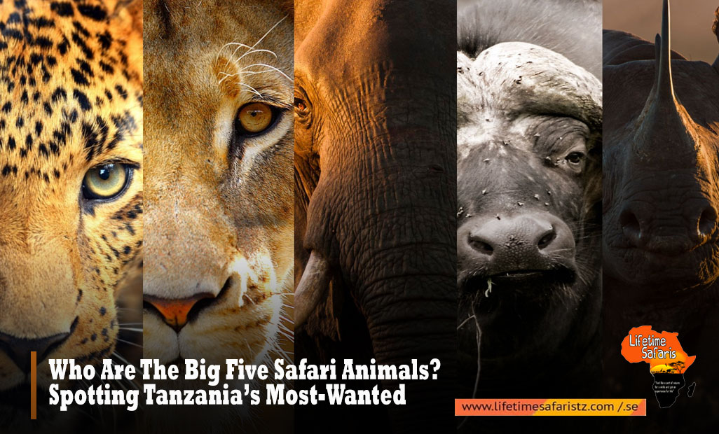 Who-Are-The-Big-Five-Safari-Animals-Spotting-Tanzania’s-Most-Wanted