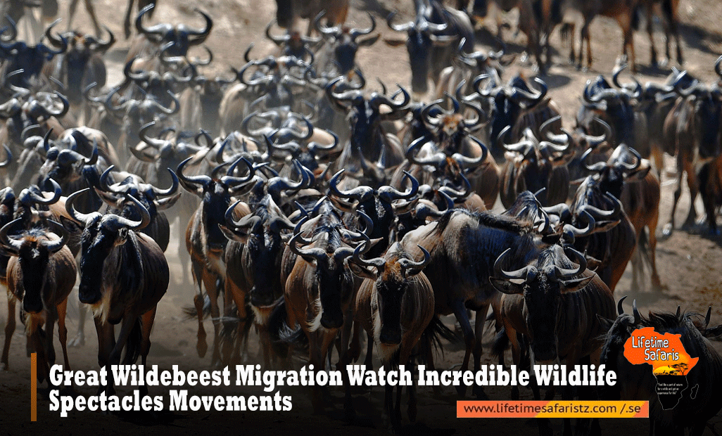 Great Wildebeest Migration Watch The Planet's Most Incredible Wildlife  Spectacles Movements | Lifetime Safaris